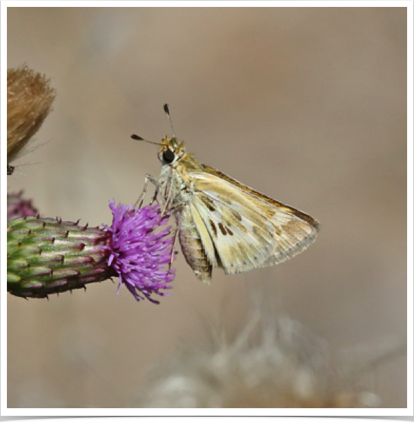 Uncas Skipper